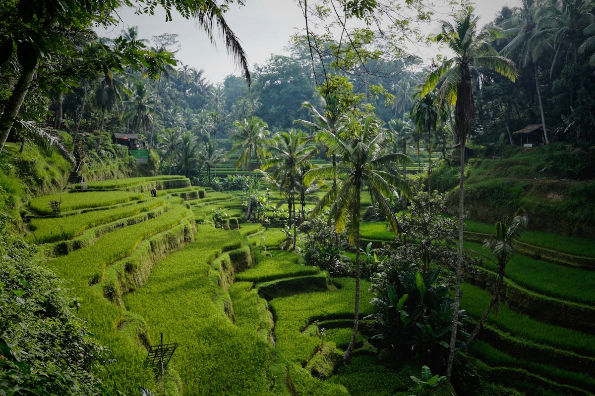 I Tracked Every Rupiah I Spent My First Week in Bali (2026) — The Brutally Honest Breakdown